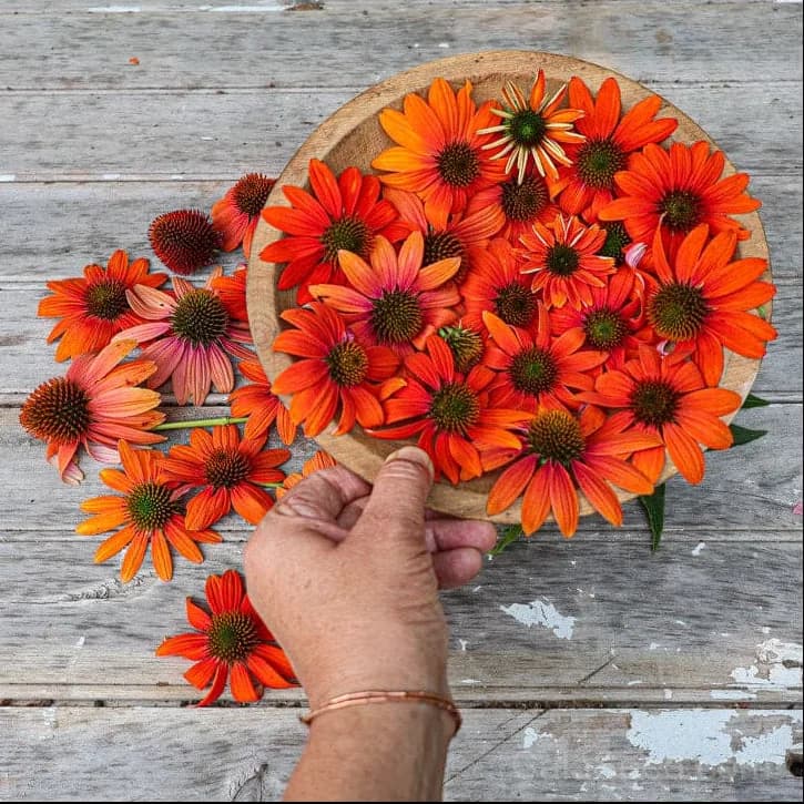 Echinacea 'Soft Orange' Seeds — Artisan Perennial Bloom - View 2