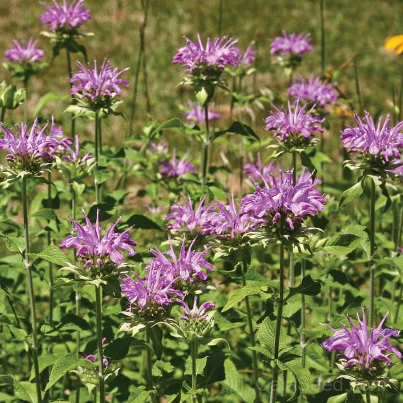 Panorama Mix Monarda Seeds — Pollinator-Friendly Wildflower Blend - View 1