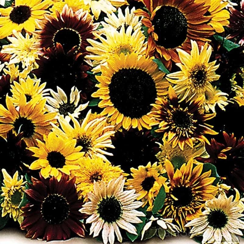 Fantasia Mixture Sunflower Seeds — Vibrant Multicolor Garden Bloom - Main