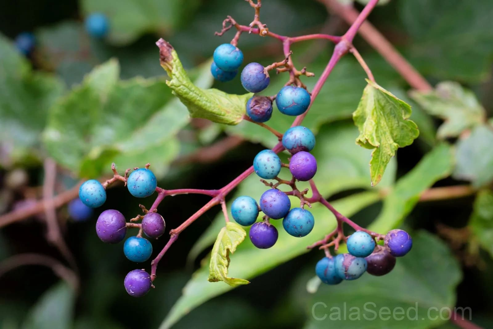 Variegated Porcelain Berry Vine Seeds — Ornamental Blue-Pink Berries - View 2