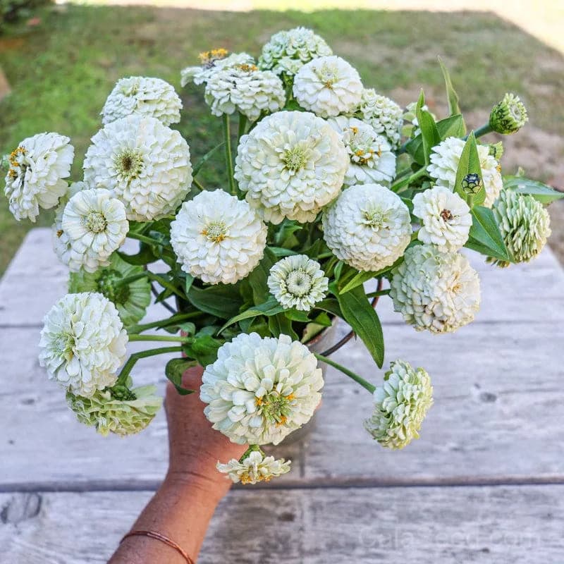 Oklahoma White Zinnia Seeds — Heirloom Native Wildflower - Main