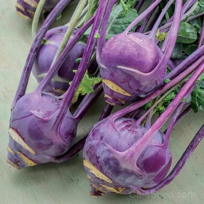 Purple Vienna Kohlrabi Seeds — Heirloom Organic Vegetable - Main