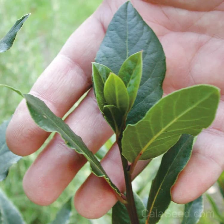 Bay Laurel Seeds — Classic Culinary Herb - Main