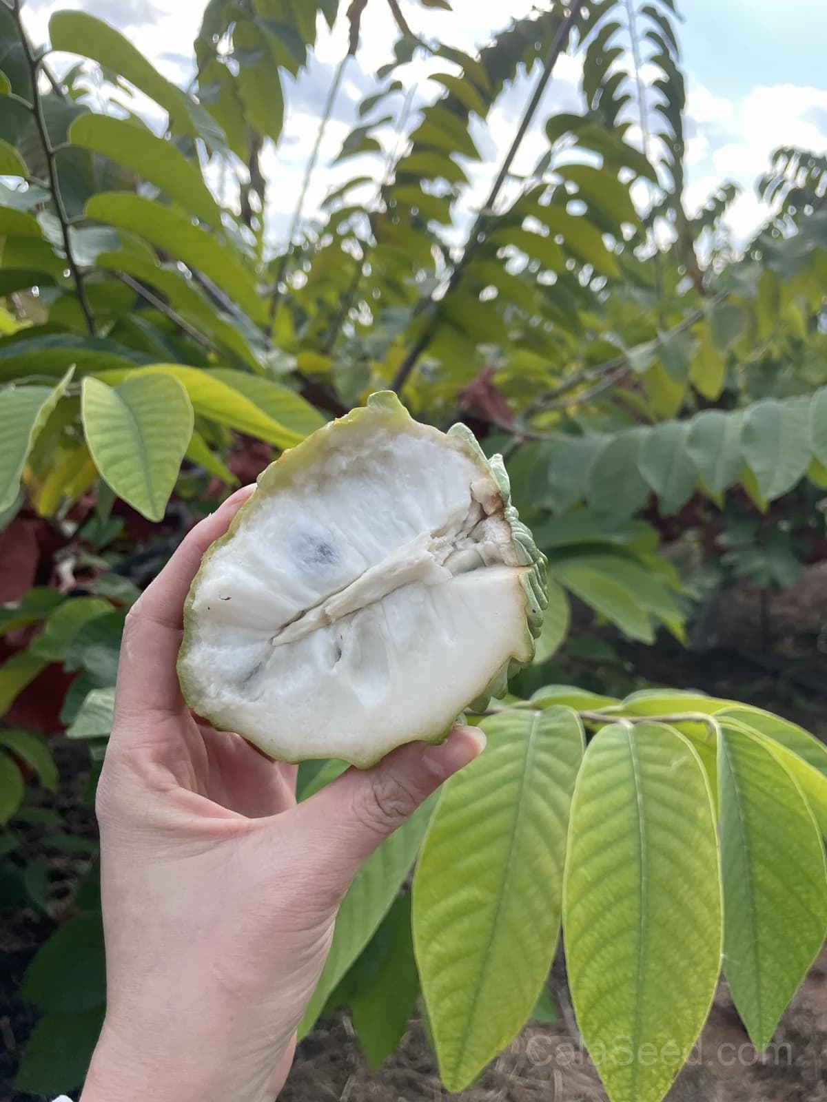Custard Apple 'African Pride' Seeds — Sweet Tropical Fruit - View 5