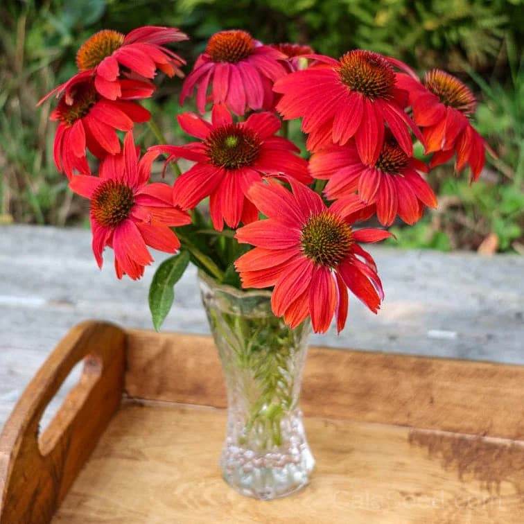 Red Ombre Artisan Echinacea Seeds — Striking Two-Tone Blooms - Main