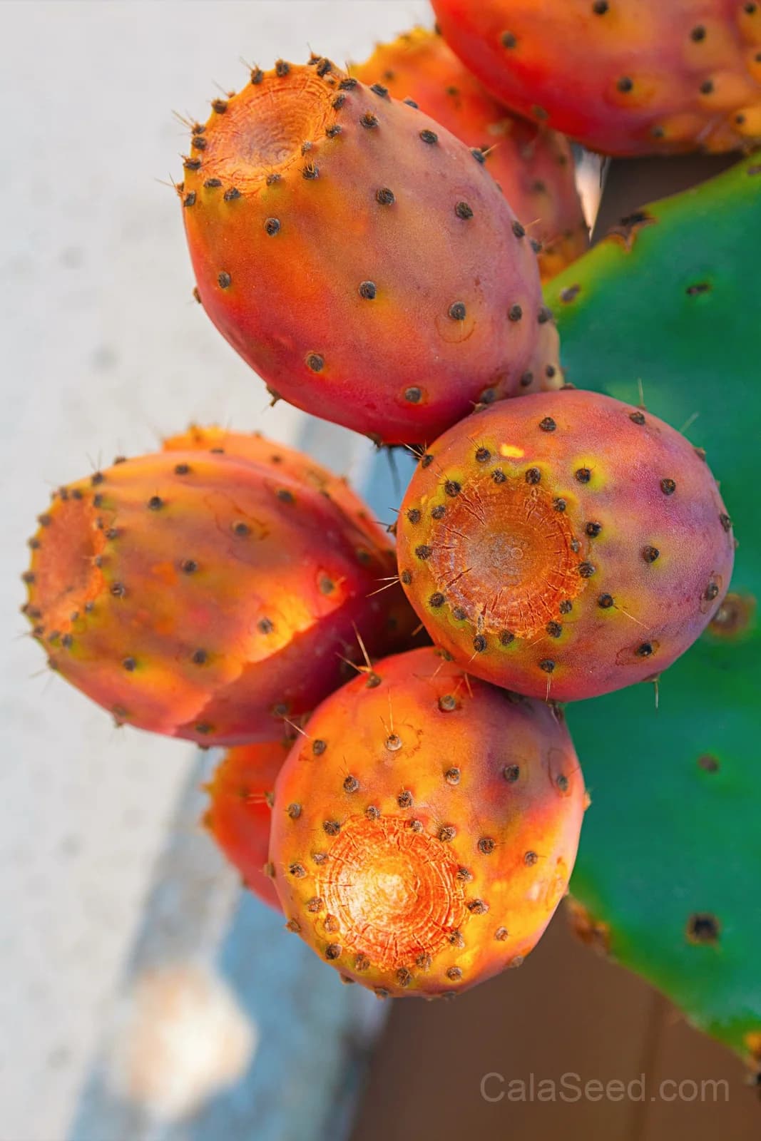 Prickly Pear Cactus 'Opuntia Ficus-Indica' Seeds — Edible Fruit & Flowers - Main