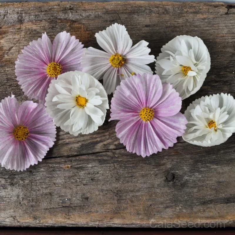 Cup and Saucers Mix Cosmos Seeds — Bicolor Blooms - Main