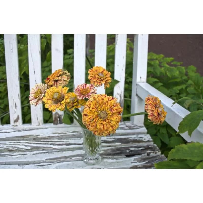 Peppermint Stick Zinnia Seeds — Candy-Striped Heirloom Blooms - Alt
