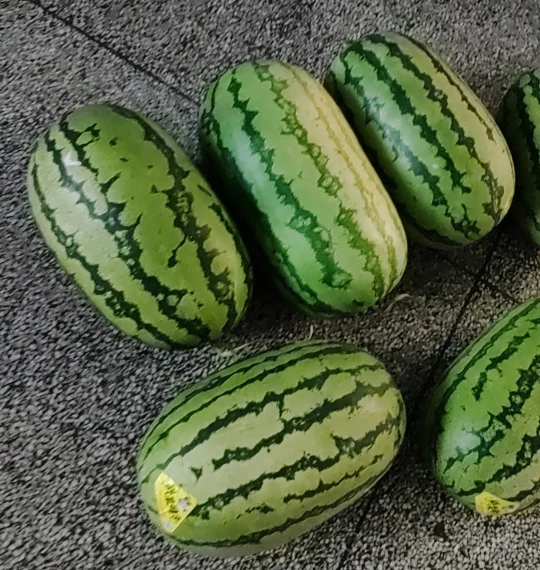 Congo Watermelon Seeds — Sweet Red Heirloom Fruit - View 2