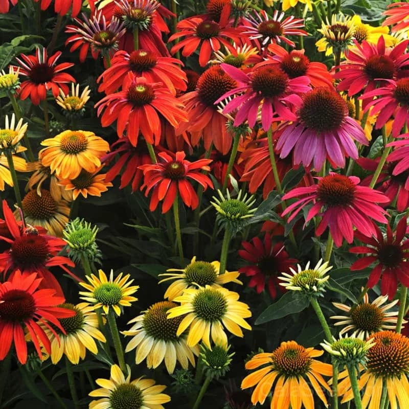 Cheyenne Spirit Echinacea Seeds — Vibrant Multicolor Coneflower - Main