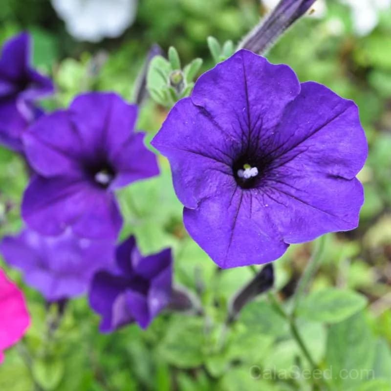 Blue Wave Petunia Seeds — Cascading Blue Blooms - Main