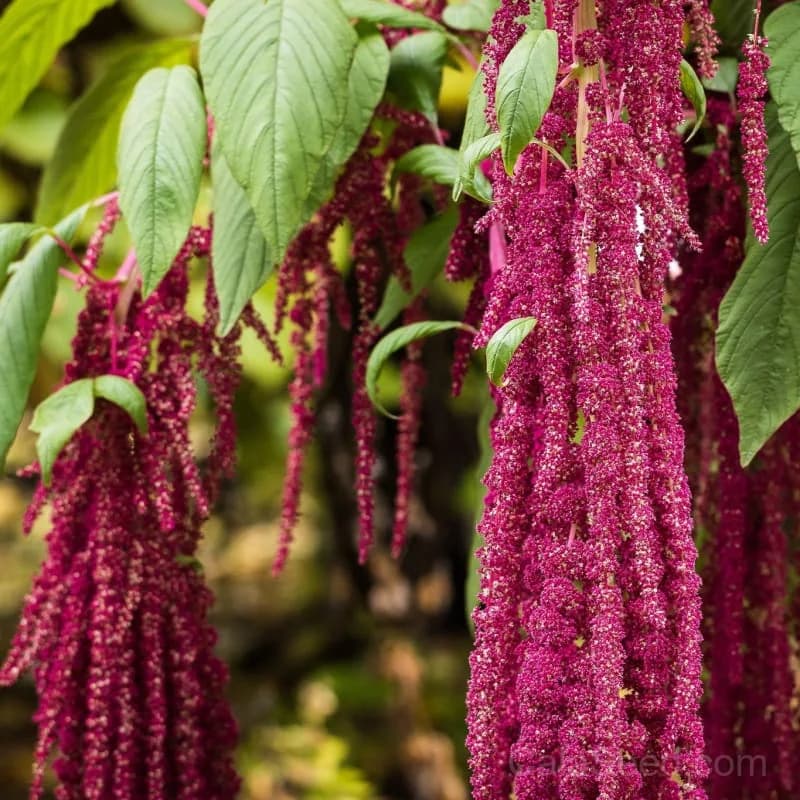 Love Lies Bleeding Amaranth Seeds — Dramatic Red Tassel Flower - View 1