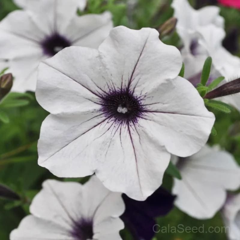 Tidal Wave Silver Petunia Seeds — Heat-Tolerant Spreading Bloom - Alt