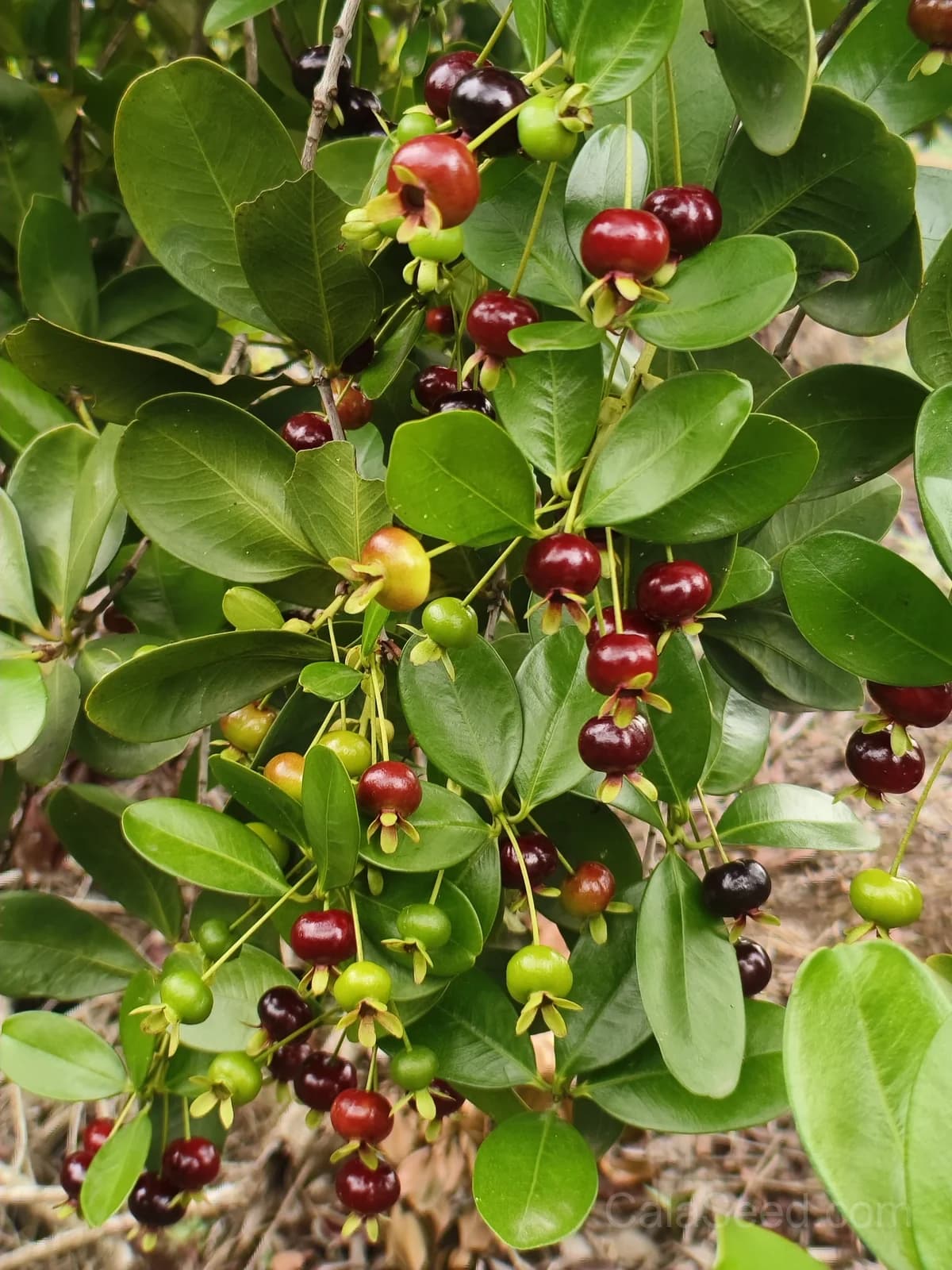 Cherry 'Sweetheart' Seeds — Sweet Dark Red Fruit - Alt