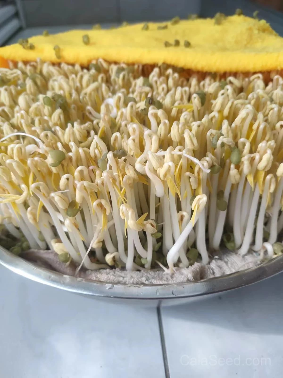 Mung Bean Sprout Seeds — Crisp Microgreen Sprouts - Alt