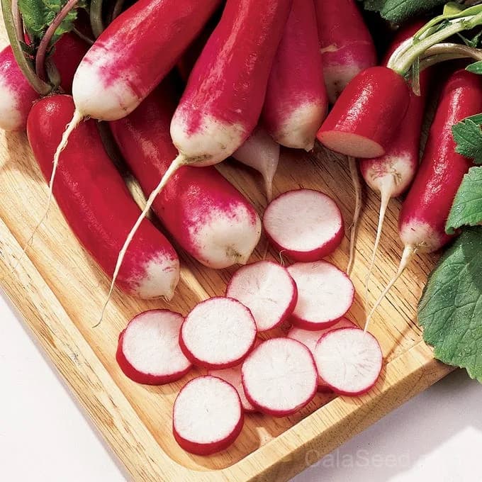 French Dressing Radish Seeds — Classic Tangy Salad Root - Main