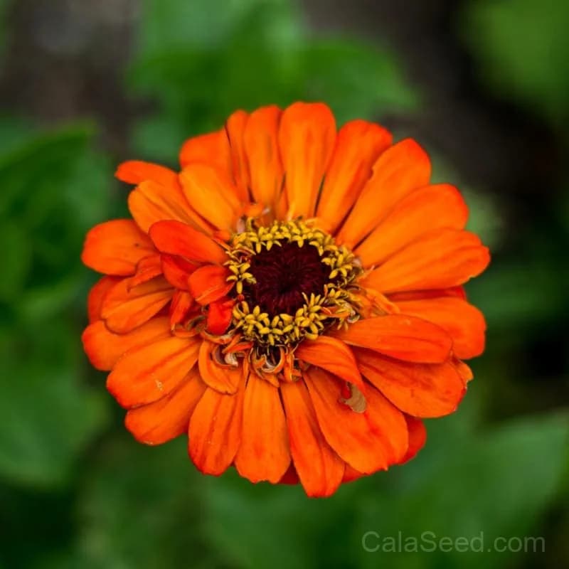 Orange King Zinnia Seeds — Vibrant Cut Flower Favorite - Main