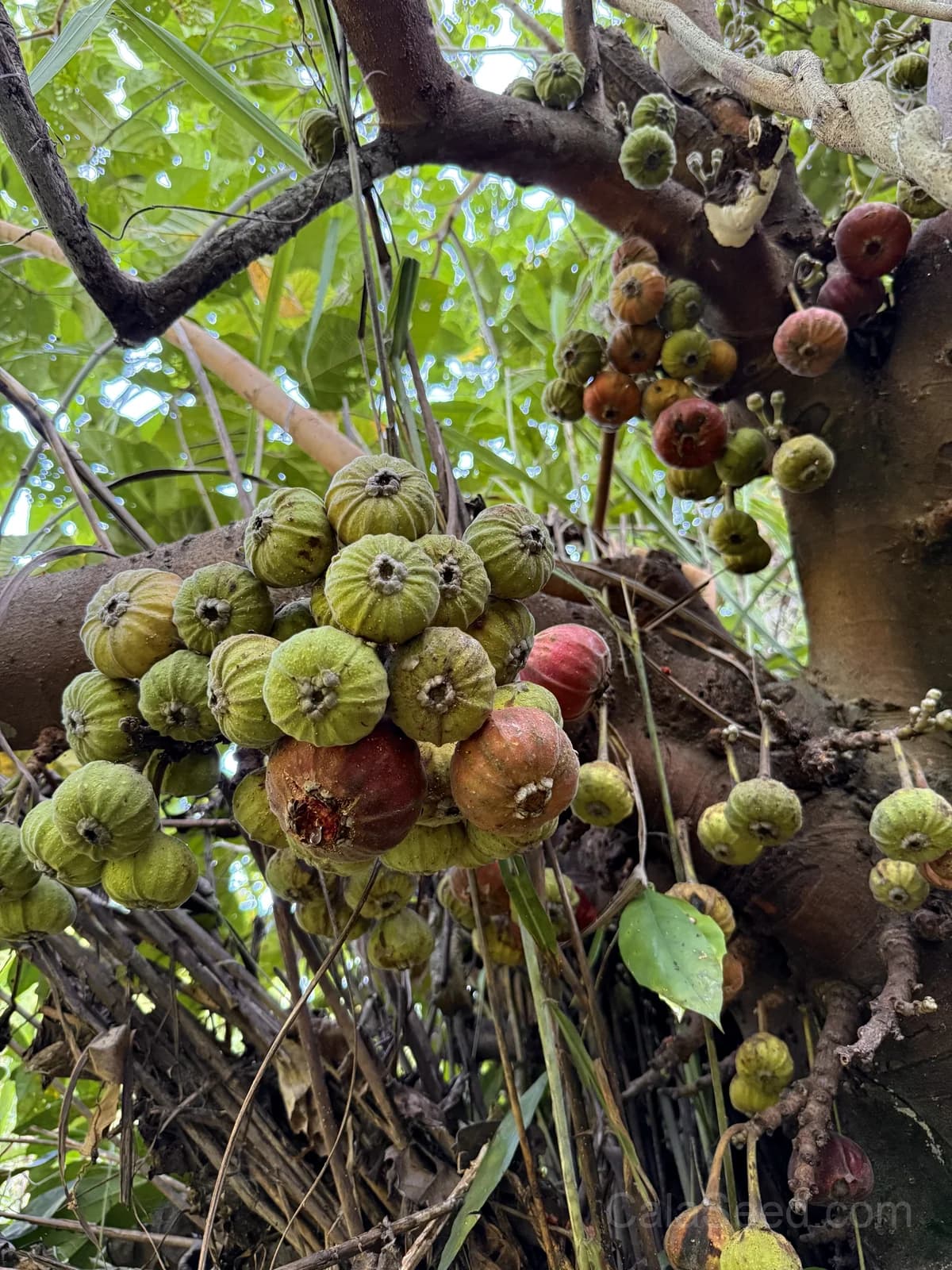 Fig 'Purple' Seeds — Sweet Ornamental Fruit - View 3