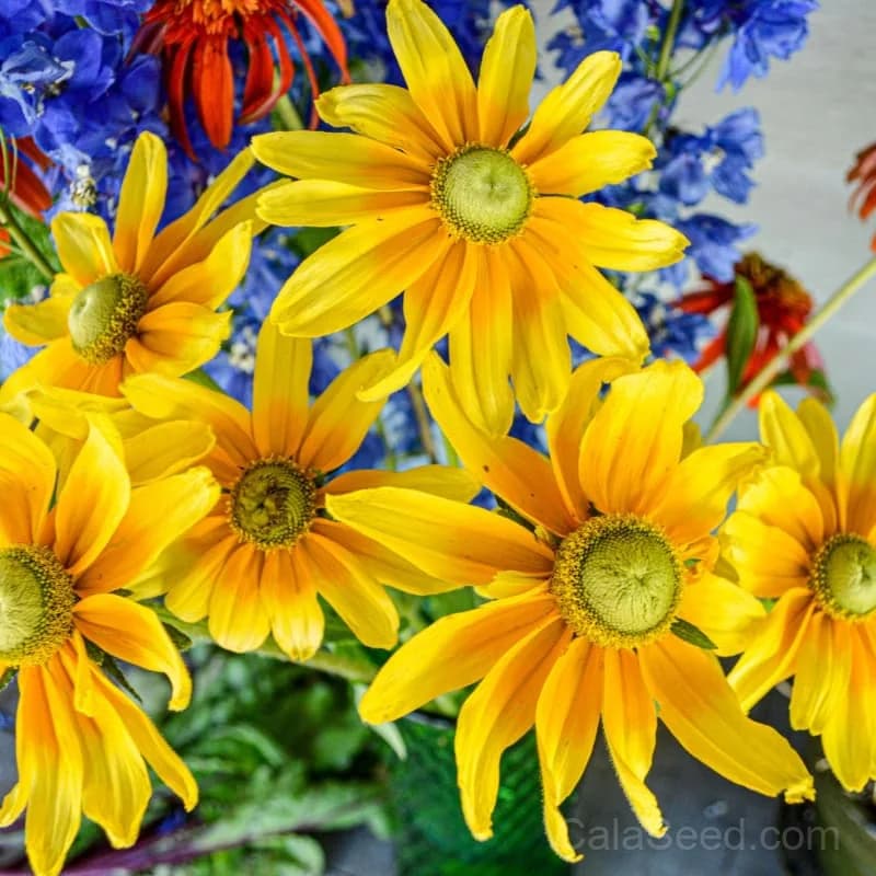 Prairie Sun 'Prairie Sun' Rudbeckia Seeds — Bright Yellow Blooms - Alt
