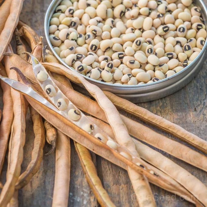 California Blackeye No.5 Cowpea Seeds — Southern Classic Heat-Tolerant Legume - Main
