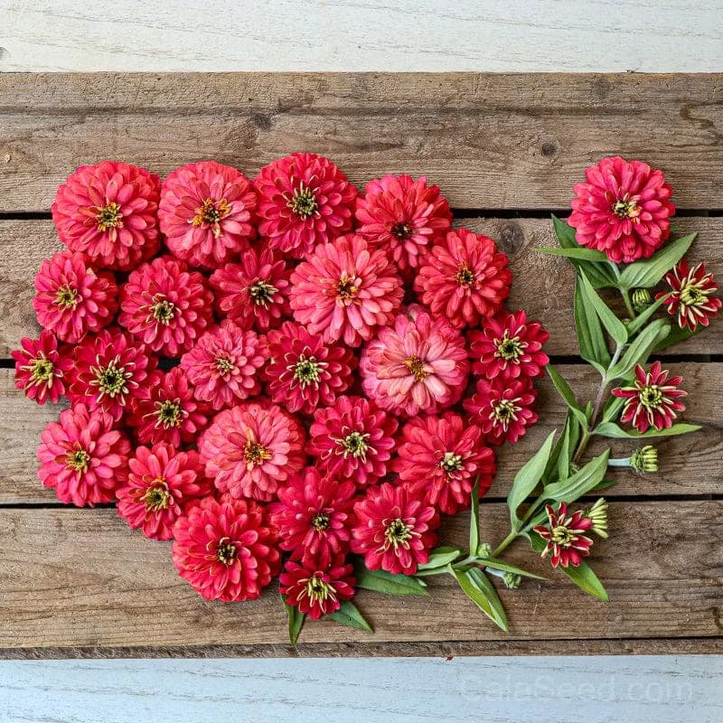 Zahara 'Double Salmon' Zinnia Seeds — Vibrant Salmon Blooms - Main