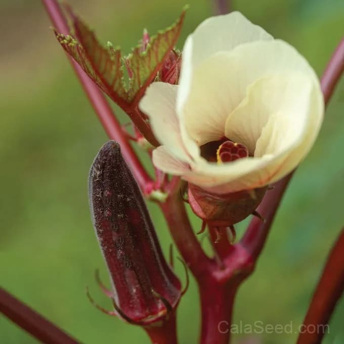 Burgundy Okra Seeds — Deep Red Heirloom Pods - Alt