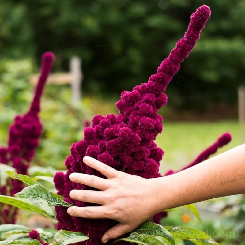 Elephant Head Amaranth Seeds — Striking Red Bloom - Main