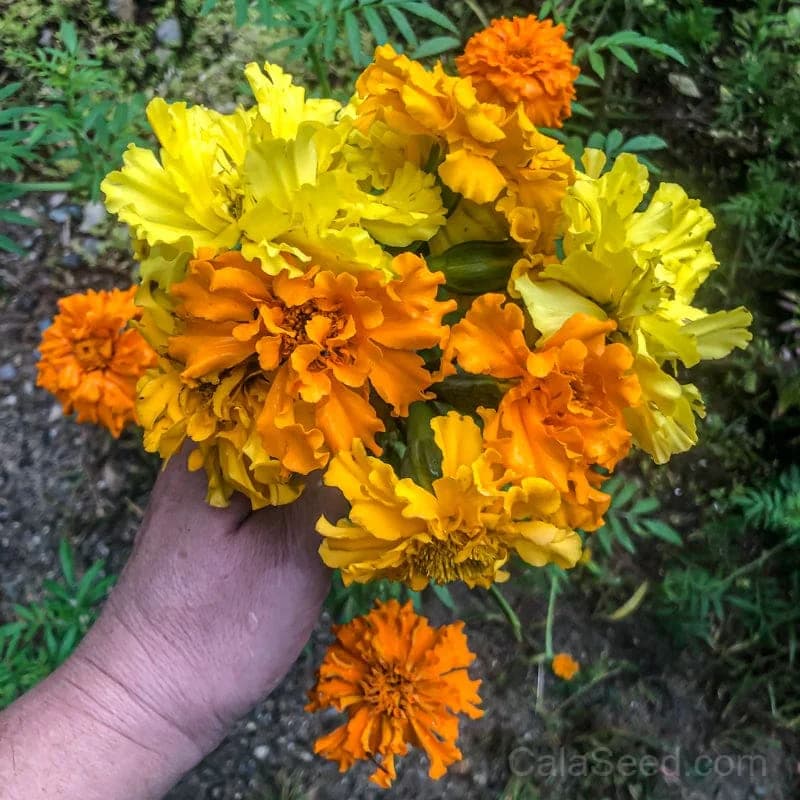 Crackerjack Marigold Seeds — Vibrant Annual Bloom - View 1