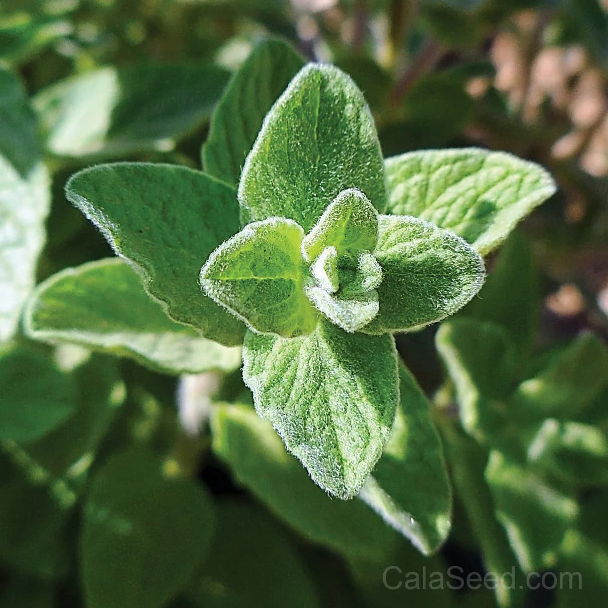 Za'atar Seeds — Authentic Middle Eastern Herb Blend - Main
