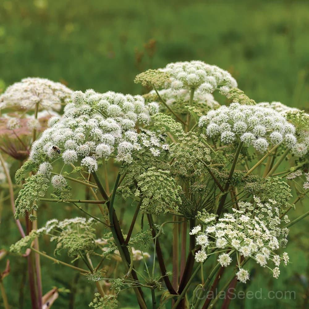 Angelica Seeds — Medicinal Herb for Gardens - Main