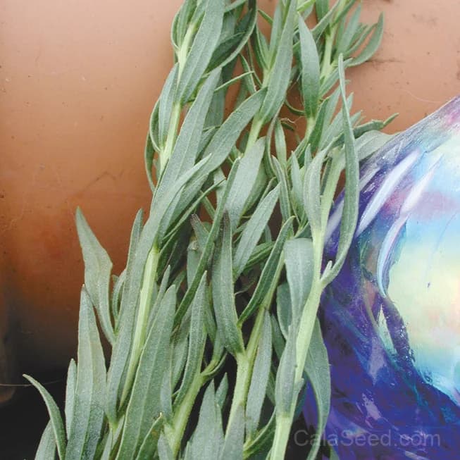 French Tarragon Seeds — Classic Culinary Herb - Main