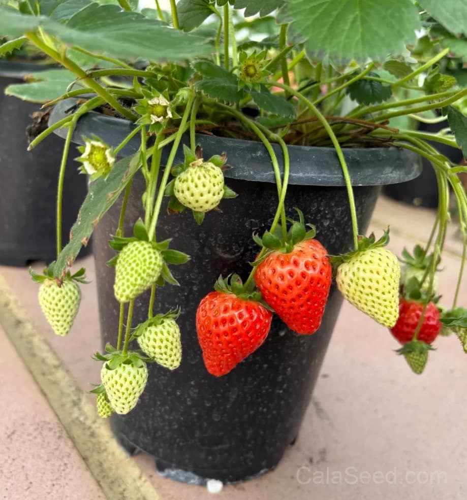 Strawberry 'Red 'N' Juicy' Seeds — Sweet Homegrown Fruit - View 3
