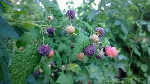 Raspberry 'Amethyst' Seeds — Sweet Berry Perennial - View 4