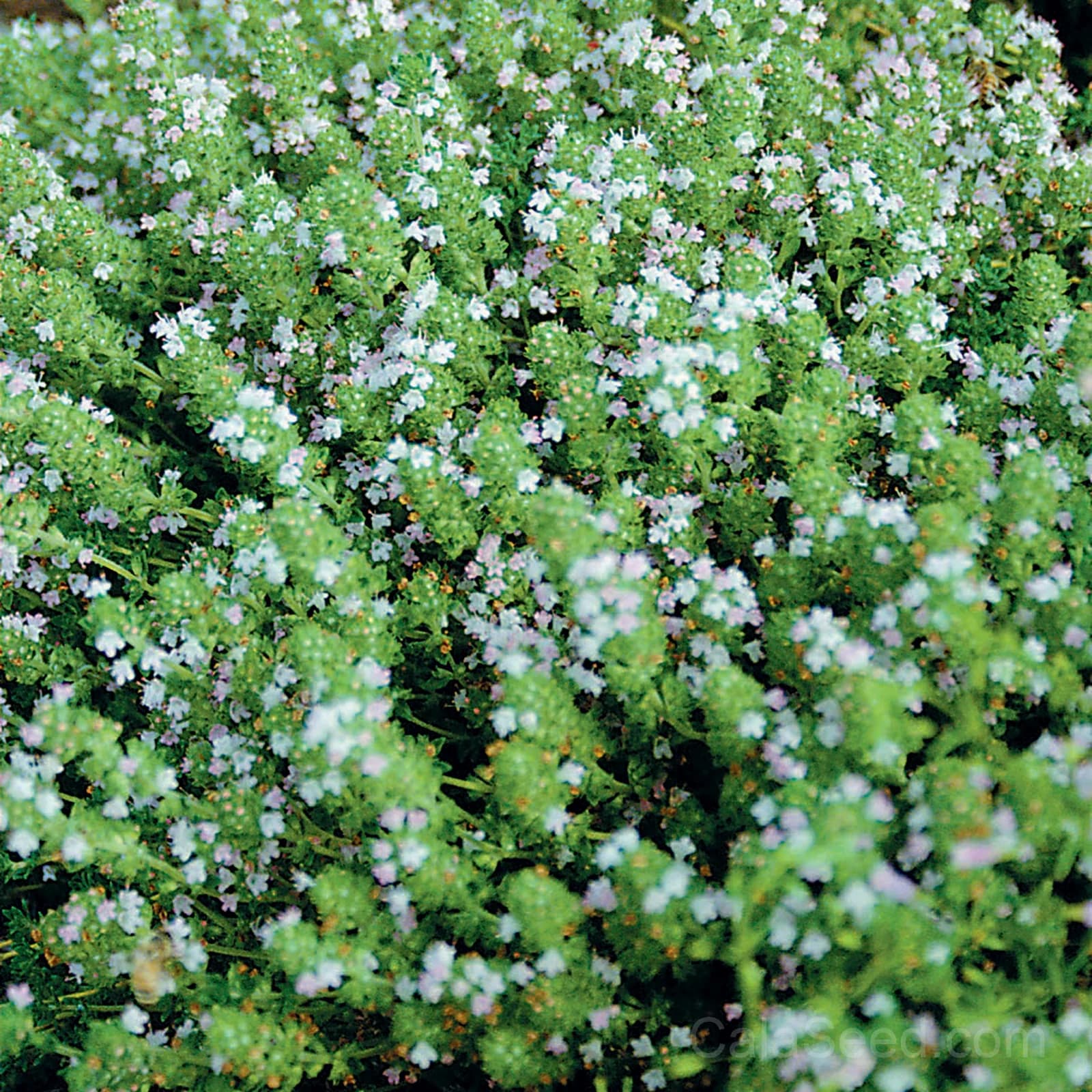 English Daisy Seeds — Classic Cottage Garden Charm - Main