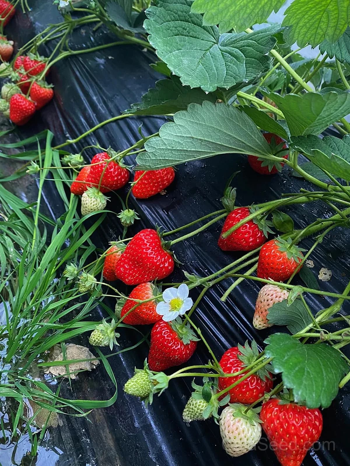 Strawberry 'Red 'N' Juicy' Seeds — Sweet Homegrown Fruit - View 5