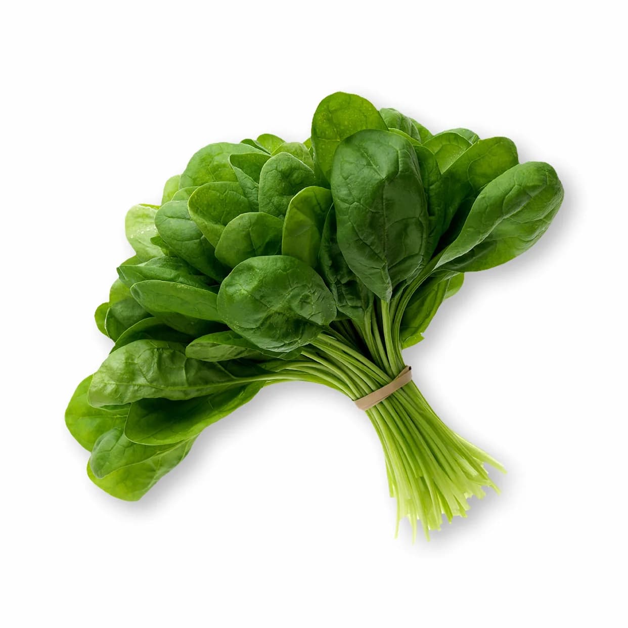 Double Take Spinach Seeds — High-Yield Baby Leaf Greens - View 4