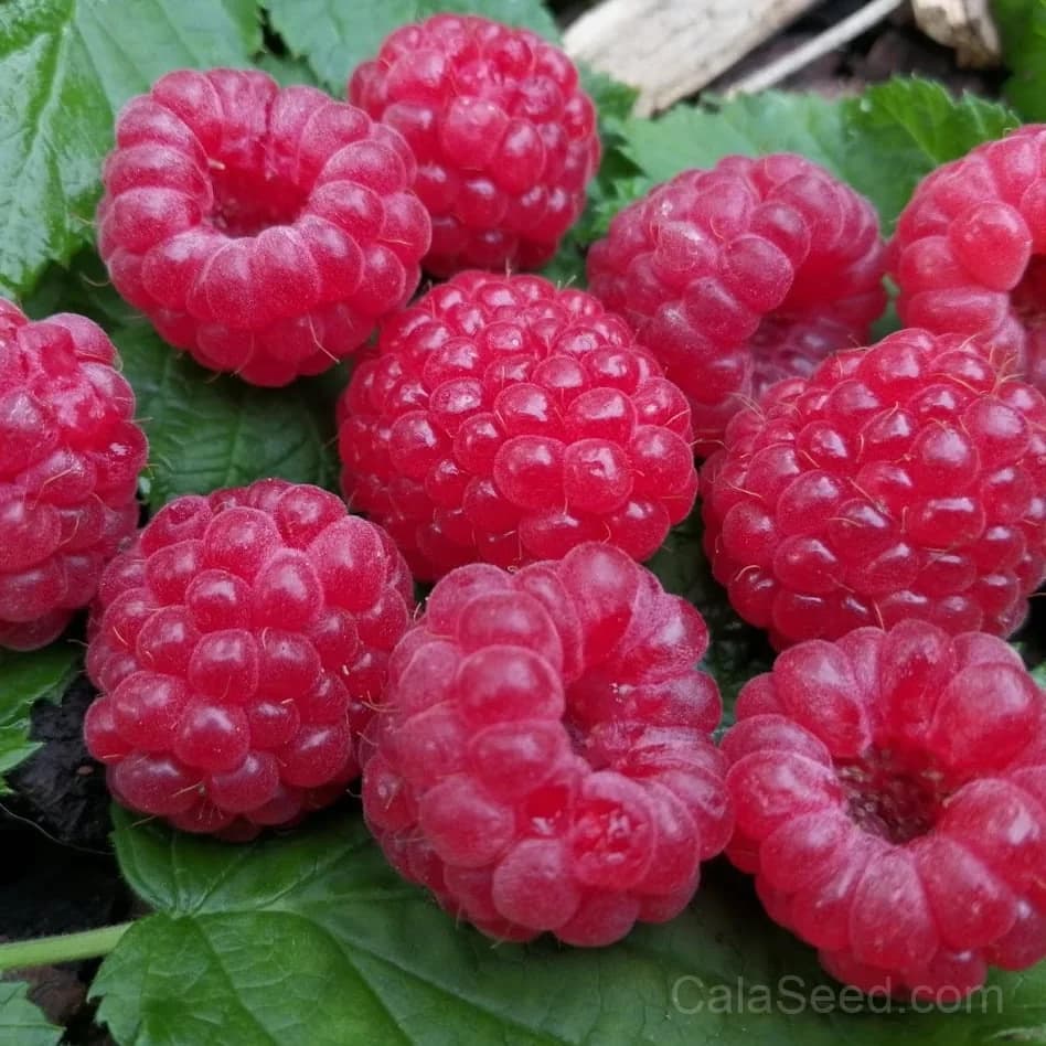 Raspberry 'Ruby Red' Seeds — Sweet Home Garden Fruit - View 2