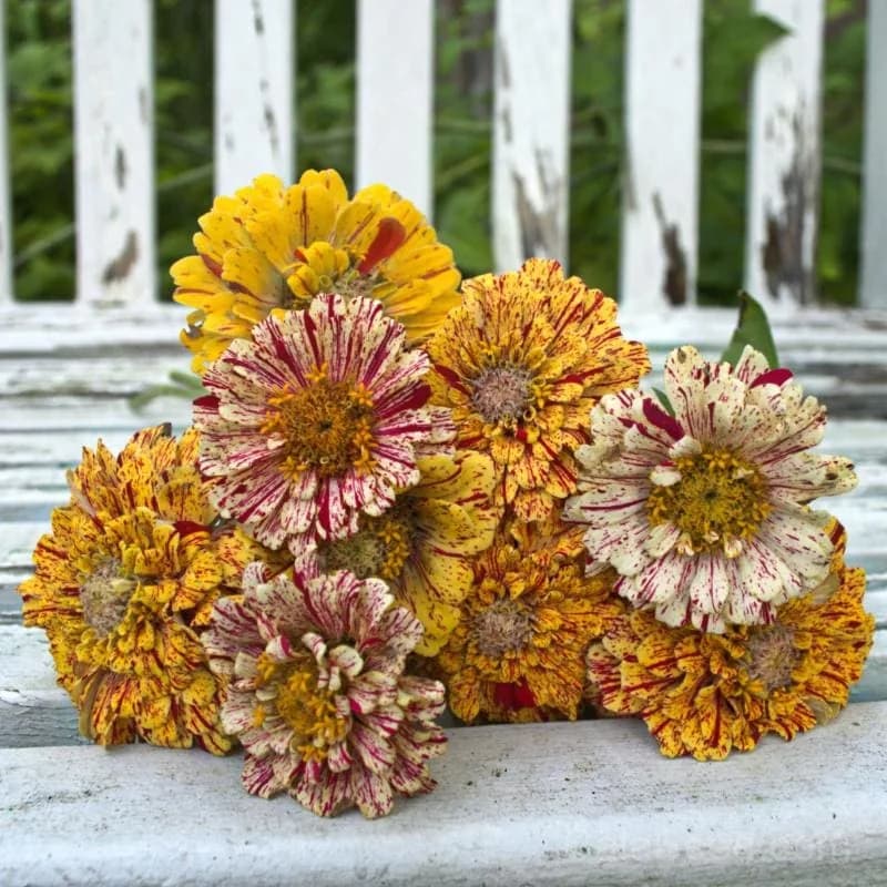 Peppermint Stick Zinnia Seeds — Candy-Striped Heirloom Blooms - Main