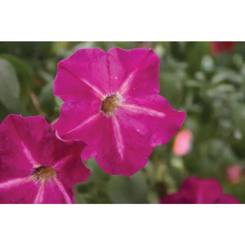 Hurrah Mix Petunia Seeds — Vibrant Annual Flower Blend - View 5