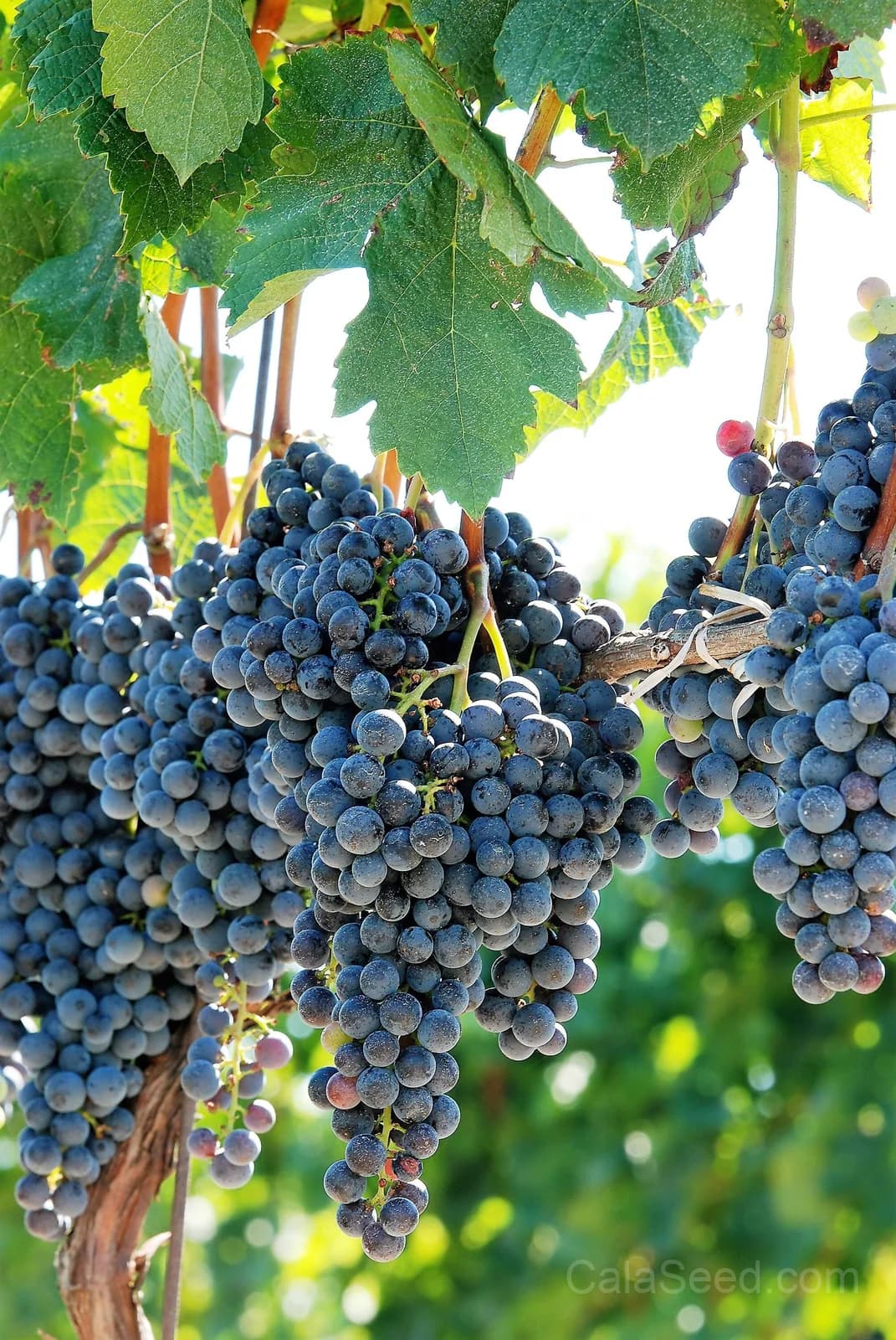 Concord Grape 'Purple' Seeds — Classic North American Vine - Alt