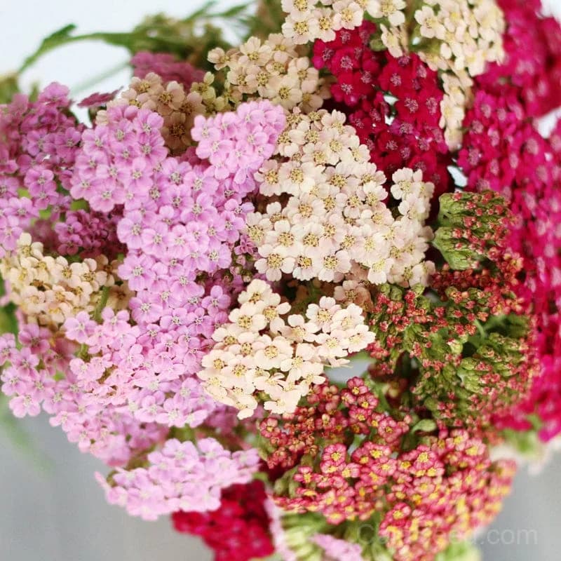 Yarrow 'Summer Pastels' Seeds — Mixed Pastel Blooms - View 1