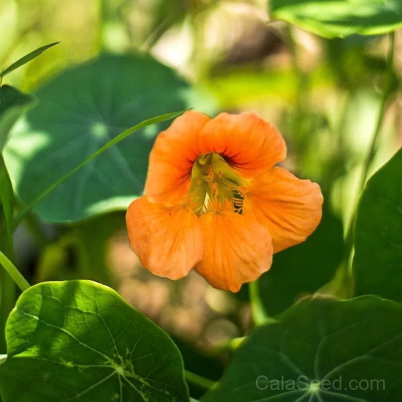 Vesuvius Nasturtium Seeds — Dark Velvet Blooms - Main