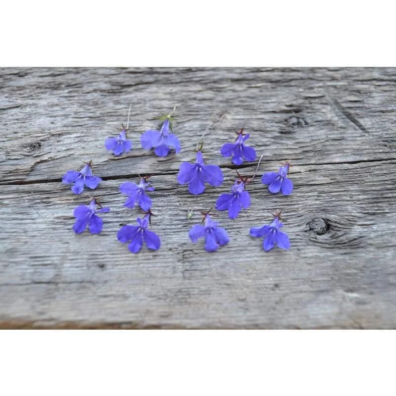 Crystal Palace Lobelia Seeds — Compact Blue Flowering Annual - View 3