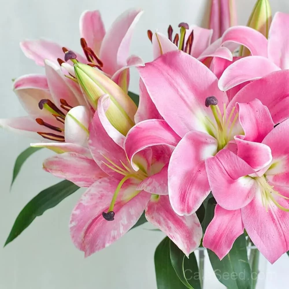 Rare Lily Bulbs — Showy Summer Blooms - View 15
