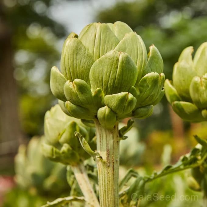 Wonder Artichoke Seeds — Perennial Gourmet Vegetable - Alt