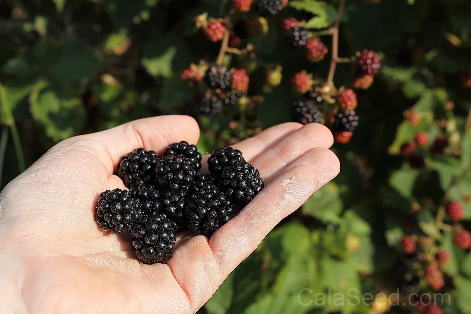 Blackberry 'Allegheniensis' Seeds — Native Wild Fruit Bush - View 8
