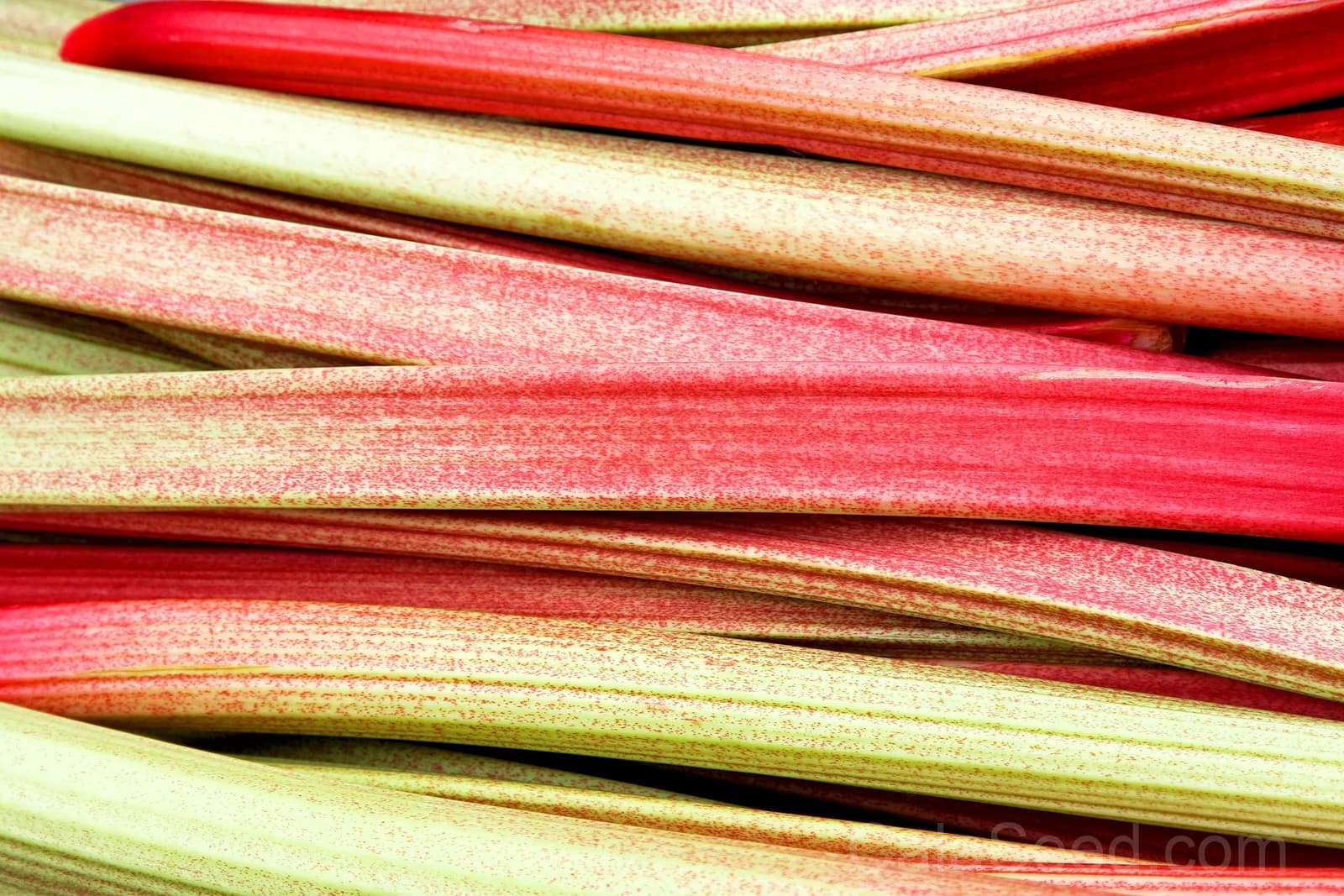 Glaskins Perpetual Rhubarb Seeds — Classic Pieplant Vegetable - Alt