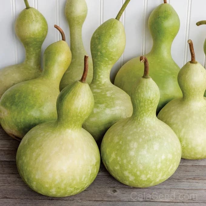 Ornamental Bottle Gourd Seeds — Large Decorative Fruit - Alt