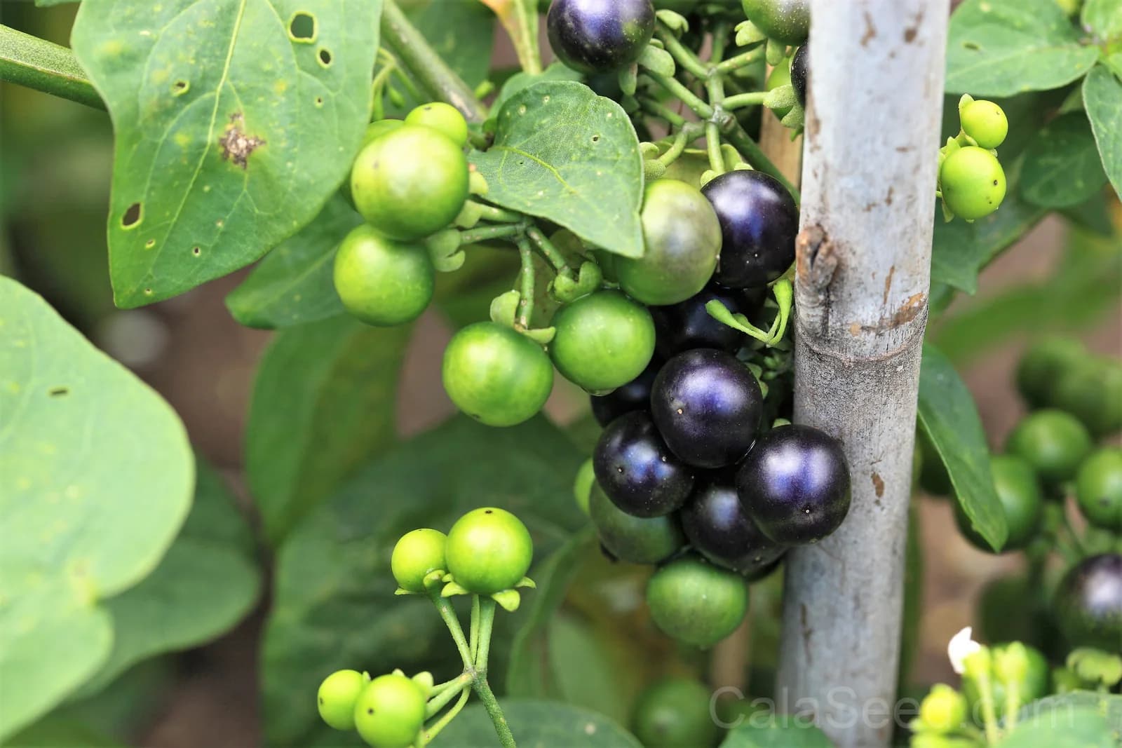 Garden Huckleberry 'Solanum Melanocerasum' Seeds — Sweet Berry Bush Fruit - View 3