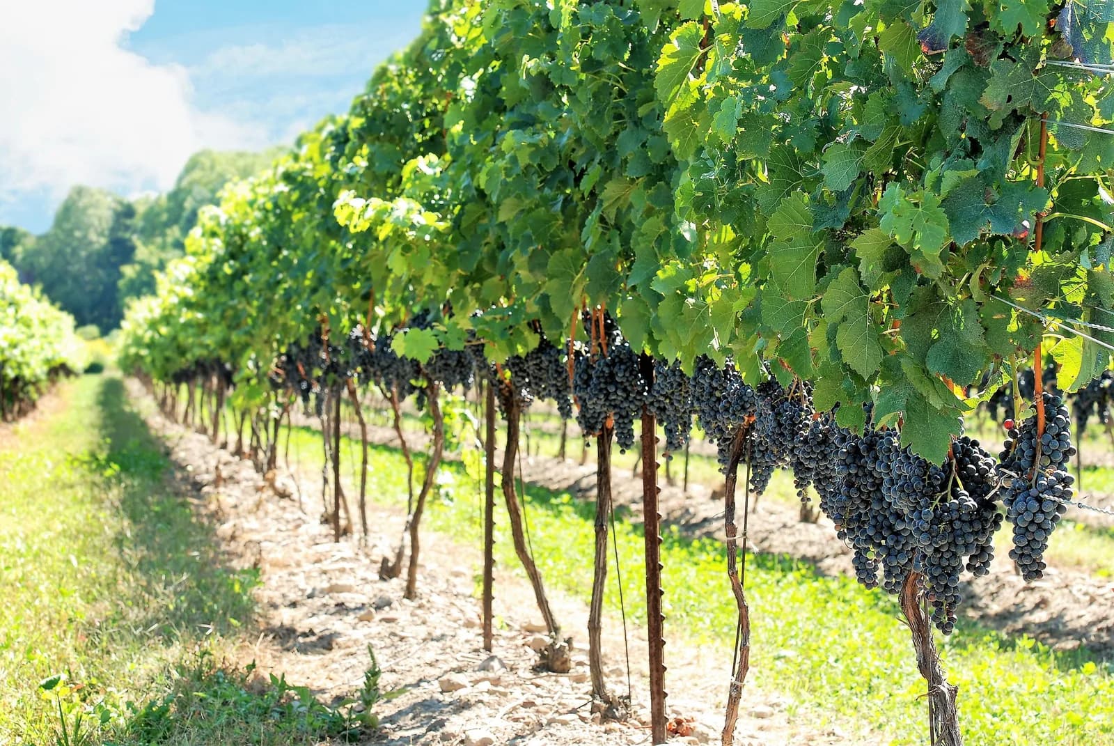 Concord Grape 'Purple' Seeds — Classic North American Vine - View 5